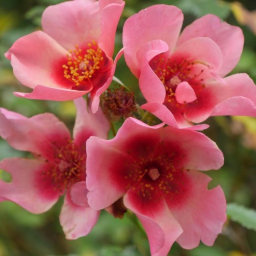 TAFF Kooperation Heimisch (w)erden SZ2025/26